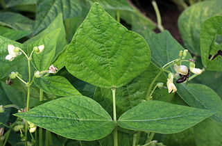 Phaseolus_vulgaris_var._nanus_04