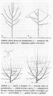 ciecie-jabloni