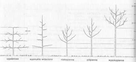 formy-drzew