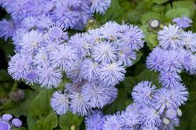 Ageratum meksykańskie, żeniszek — Ageratum houstonianum