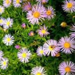 Aster — Aster spp.