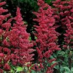 Astilbe, tawułka — Astilbe hybrida