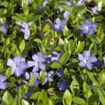 Barwinek pospolity — Vinca minor