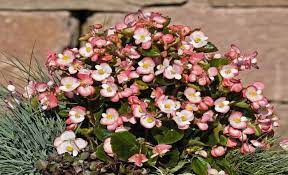 Begonia stale kwitnąca — Begonia semperflorens