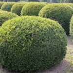 Bukszpan zwyczajny — Buxus sempervirens