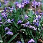 Cebulica — Scilla spp.