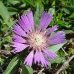 Chaber — Centaurea spp.