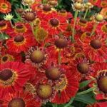 Dzielżan jesienny — Helenium autumnale