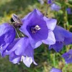 Dzwonek — Campanula spp.