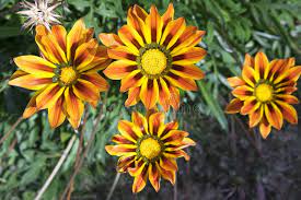 Gazania błyszcząca — Gazania splendens