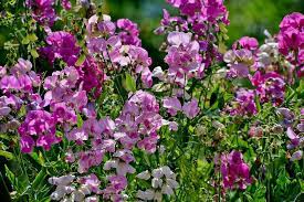 Groszek pachnący — Lathyrus odoratus