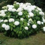 Hortensja drzewkowata — Hydrangea arborescens