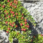 Irga — Cotoneaster spp.