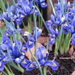 Iris reticulata