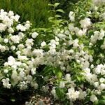 Jaśminowiec — Philadelphus