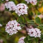 Kalina koreańska — Viburnum carlesii