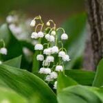 Konwalia majowa — Convallaria majalis