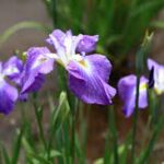 Kosaciec, irys — Iris spp.