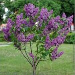 Lilak zwyczajny, bez — Syringa vulgaris