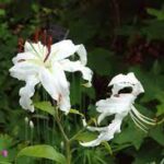 Lilia — Lilium spp.