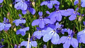 Lobelia przylądkowa — Lobelia erinus