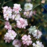 Łyszczec, gipsówka — Gypsophila spp.