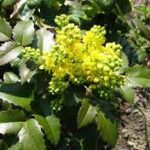 Mahonia  pospolita — Mahonia aquifolium