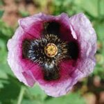 Mak — Papaver spp.