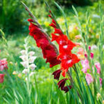 Mieczyk ogrodowy, gladiolus — Gladiolus hybridus