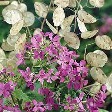 Miesięcznica dwuletnia, srebrniki Judasza — Lunaria biennis