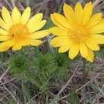 Miłek wiosenny — Adonis vernalis