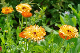 Nagietek lekarski — Calendula officinalis