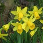 Narcyz — Narcissus spp.