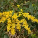 Nawłoć — Solidago spp.