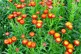 Nieśmiertelnik, suchołuska blaszana — Helichrysum bracteatum