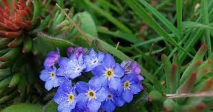 Niezapominajka — Myosotis spp.