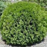 Odmiany karłowe żywotnika zachodniego — Thuja occidentalis