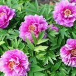 Piwonia, peonia — Paeonia spp.