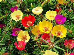 Portulaka wielkokwiatowa — Portulaca grandiflora