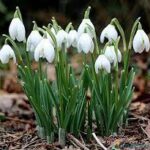 Przebiśnieg pospolity, śnieżyczka — Galanthus nivalis