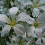 Rogownica Biebersteina — Cerastium biebersteinii