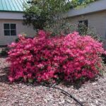 Różanecznik, rododendron — Rhododendron spp.