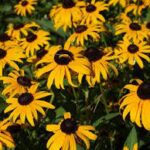 Rudbekia — Rudbeckia spp. 