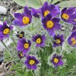 Sasanka zwyczajna — Anemone pulsatilla