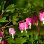 Serduszka okazałe, biskupie serce — Dicentra spectabilis