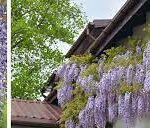 Słodlin, glicynia — Wisteria spp.