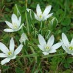 Śniedek baldaszkowy — Ornithogalum umbellatum