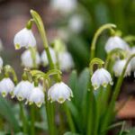 Śnieżyca wiosenna — Leucojum vernum