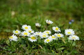 Stokrotka — Bellis perennis