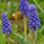 Szafirek — Muscari spp.